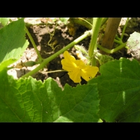Courgette (2)